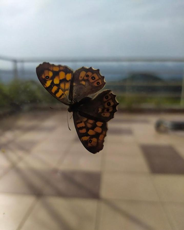 Villa Orgoni Patellari Dış mekan fotoğraf